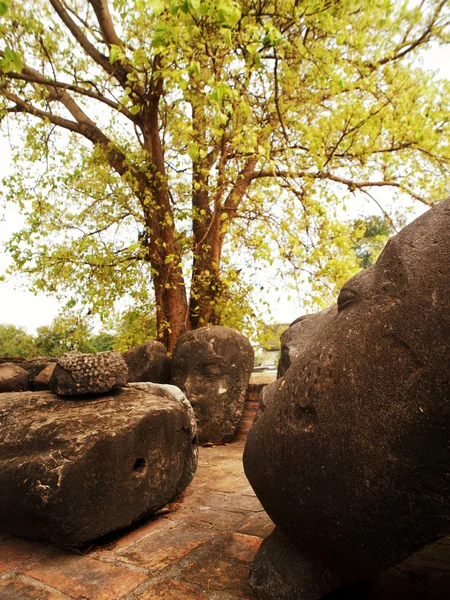 Tête de Bouddha, Ayutthaya — Photo