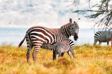 Zebra ve süt emme tayı