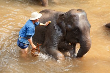 Maesa Elephant Camp, Tayland'da filler