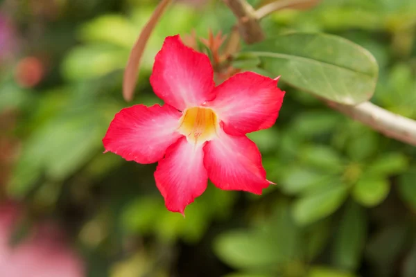 砂漠のバラの花、タイのバンコクで — ストック写真