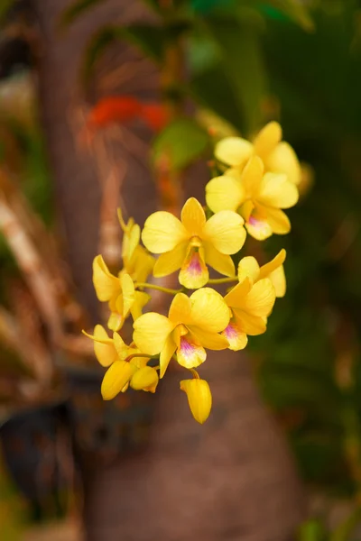 Orchidej v Thajsku orchidejí farmy — Stock fotografie