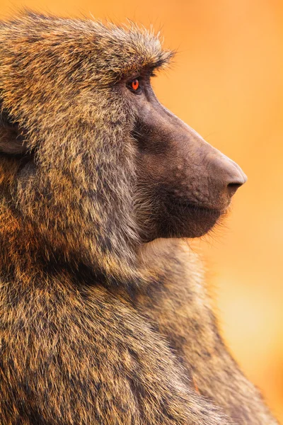 Babian i Masai Mara — Stockfoto