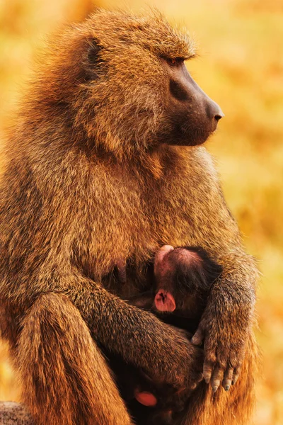 Baby baboon sucking — Stock Photo, Image