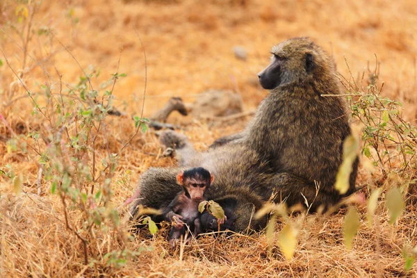 Baby baboon sugande — Stockfoto