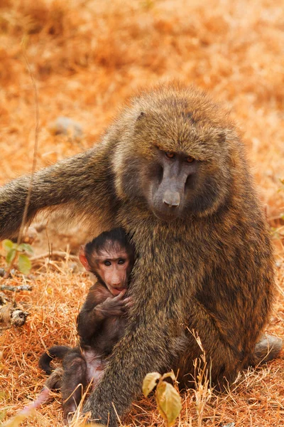 Mamma och baby babianer — Stockfoto