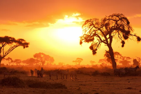 Tipico tramonto africano — Foto Stock