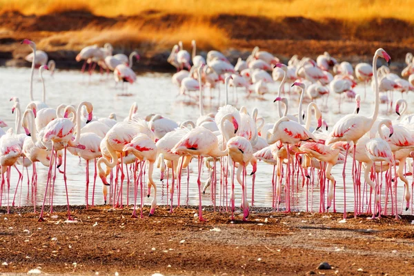 Plameňáci poblíž Bogoria Lake, Keňa — Stock fotografie