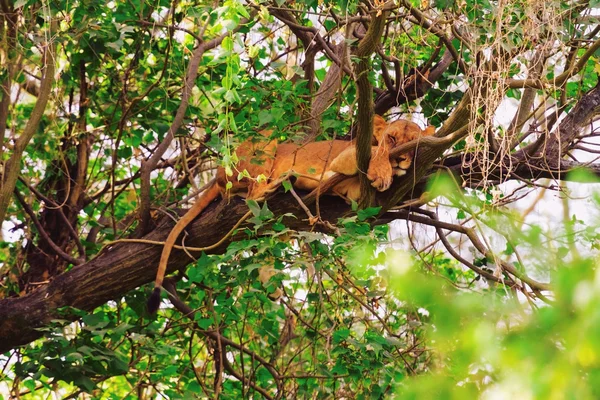 Lioness sleeping on tree — Stock Photo, Image