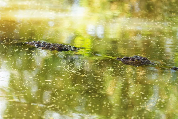 Crocodile in Baringo Lake — Stock Photo, Image