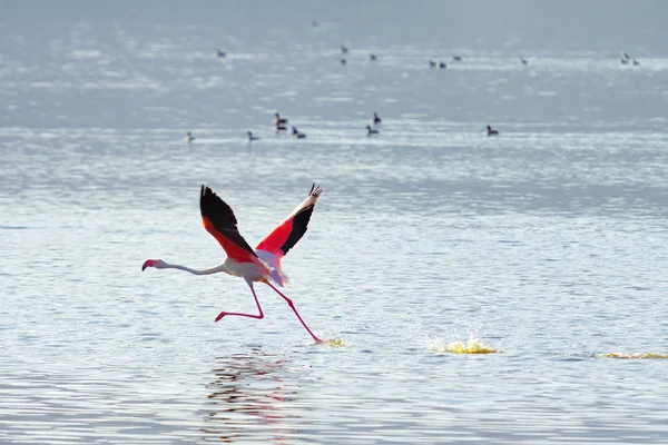 Vliegende flamingo — Stockfoto