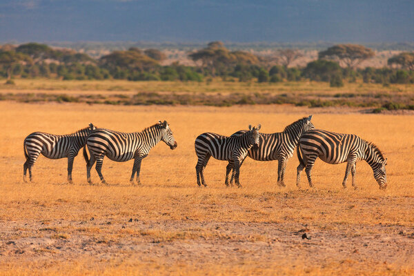 Zebras in the dry grass in Masai Mara