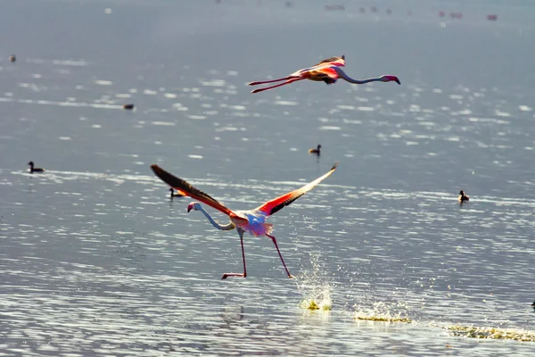 Plameňáci poblíž Bogoria Lake — Stock fotografie