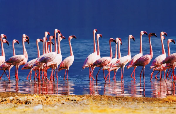 Фламинго возле озера Богория — стоковое фото