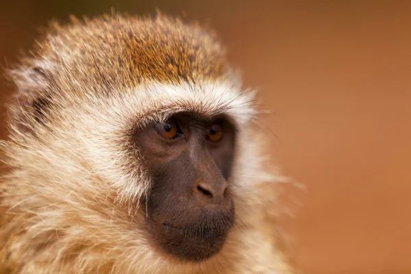 Black face monkey — Stock Photo, Image