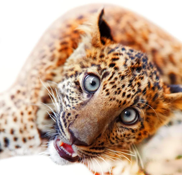 Bebê leopardo isolado em branco — Fotografia de Stock