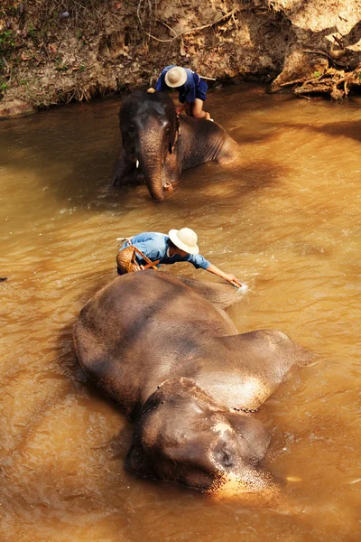 Elefantes em Maesa Elephant Camp — Fotografia de Stock