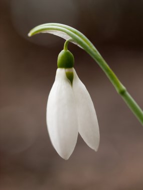 beyaz kardamlası çiçeği