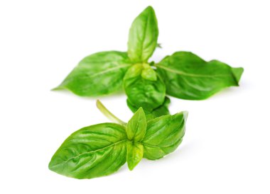 beyaz üzerine taze nane