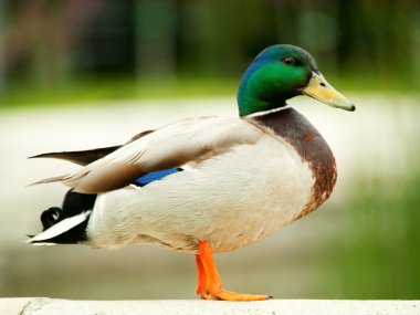 Duck close up clipart