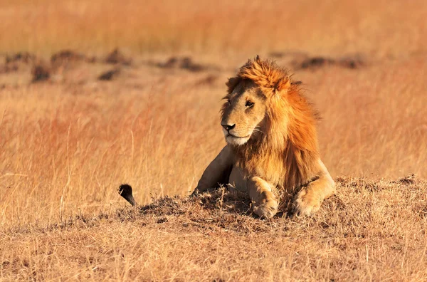 Male lion in Masai Mara — Stock Photo, Image