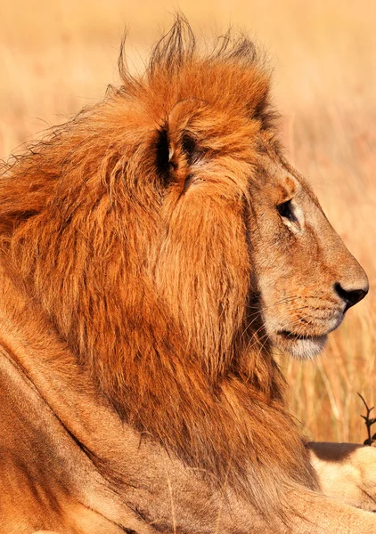 Leão macho em Masai Mara — Fotografia de Stock