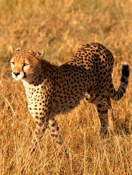 Masai Mara erkek çita — Stok fotoğraf