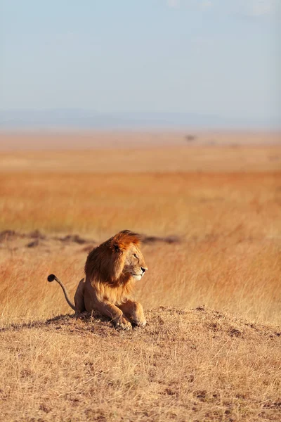 León macho en Masai Mara — Foto de Stock