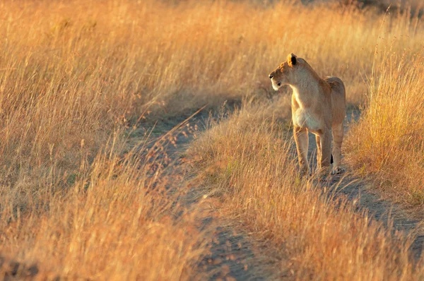 Leão fêmea em Masai Mara — Fotografia de Stock