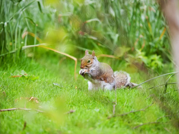 Écureuil dans le parc de Londres — Photo