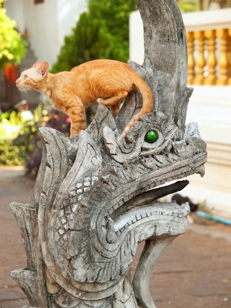 Gatto su Naga in Wat Chiangman — Foto Stock