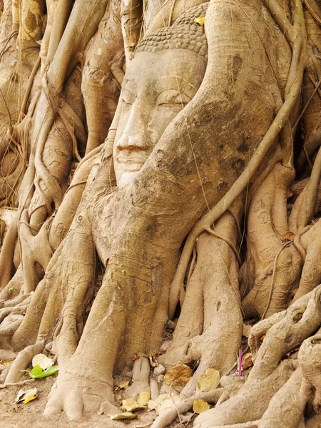 Head of Buddha under tree, Ayutthaya — Stock Photo, Image