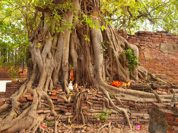 Buda kafa ağaç, Ayutthaya altında — Stok fotoğraf