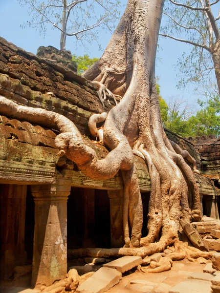 Ta prohm kalıntıları, Angkor Wat — Stok fotoğraf