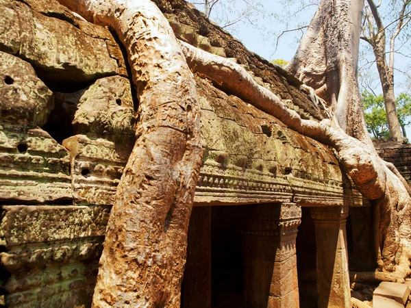 Ta prohm ruiny, Angkor Wat — Stock fotografie