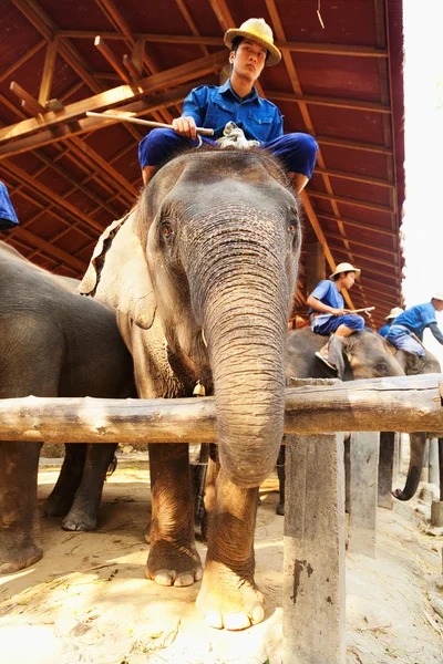 Campamento de elefantes Maesa, Tailandia —  Fotos de Stock