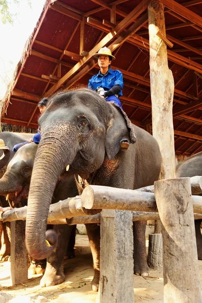 Maesa olifant kamp, Thailand — Stockfoto