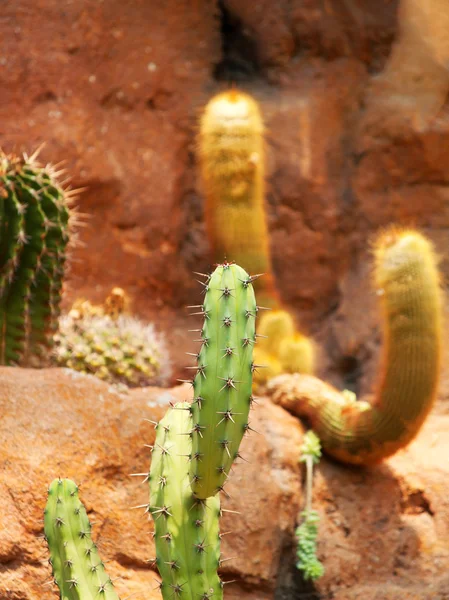 Cactos verdes selvagens — Fotografia de Stock