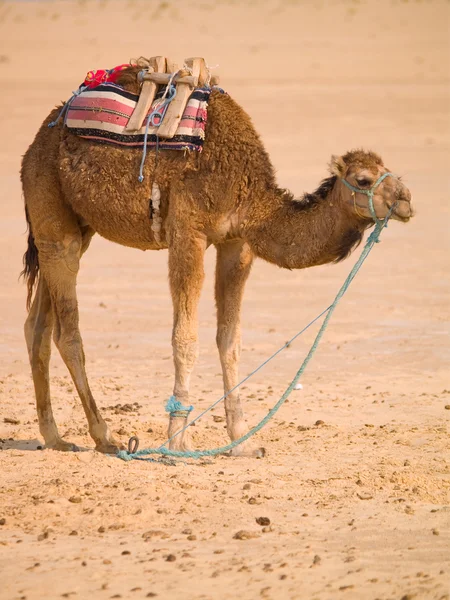 Верблюд стоит в пустыне — стоковое фото
