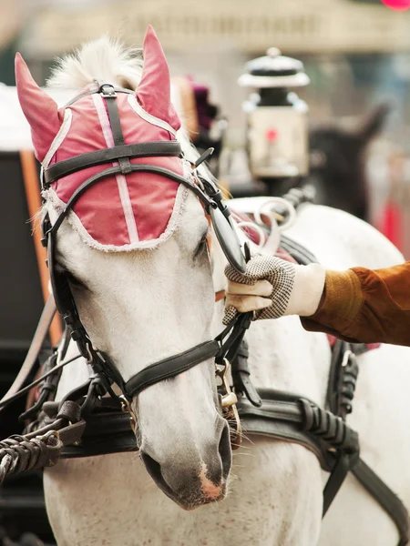 Horses in Vienna — Stock Photo, Image