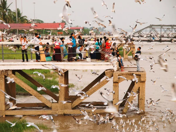 Alimentação de gaivotas no cais — Fotografia de Stock