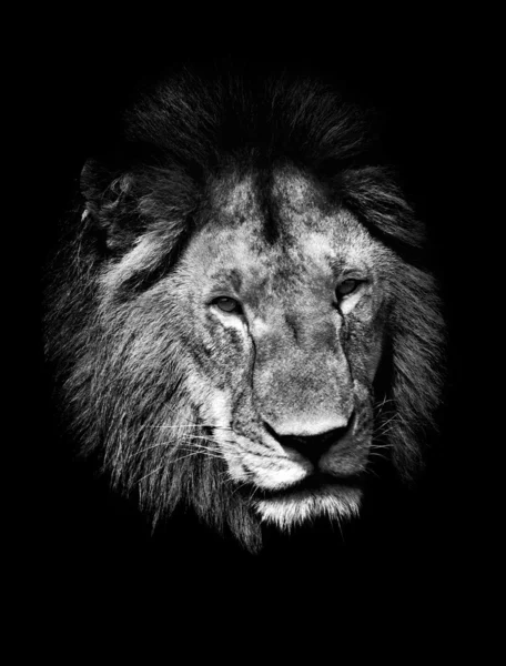 Lion, noir et blanc — Photo