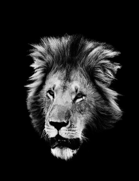Lion, black and white, isolated on black background