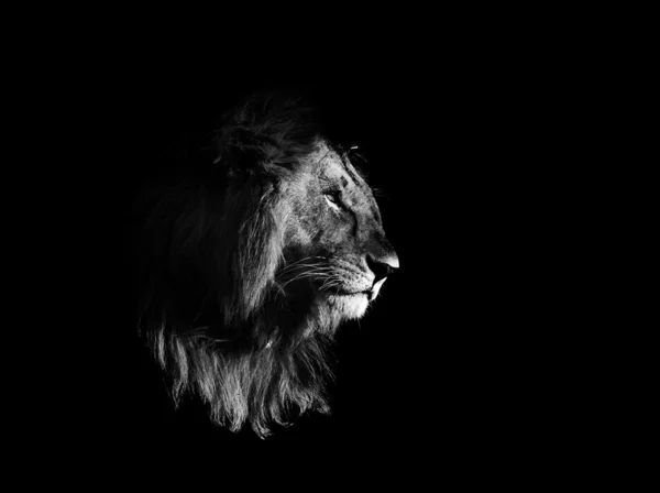 Lion, noir et blanc Photo De Stock