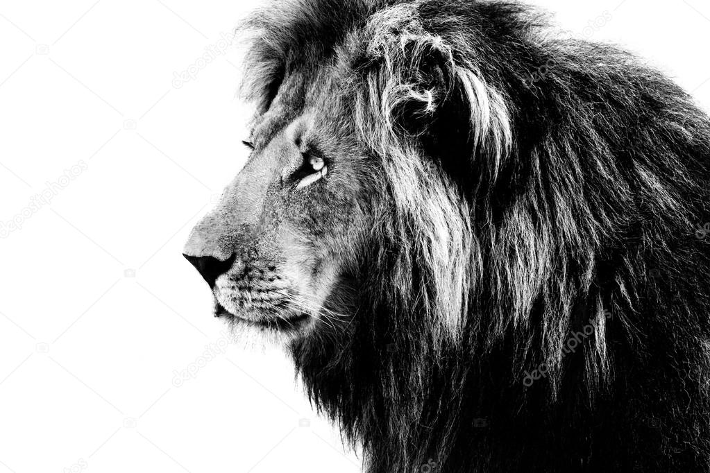 Lion, black and white