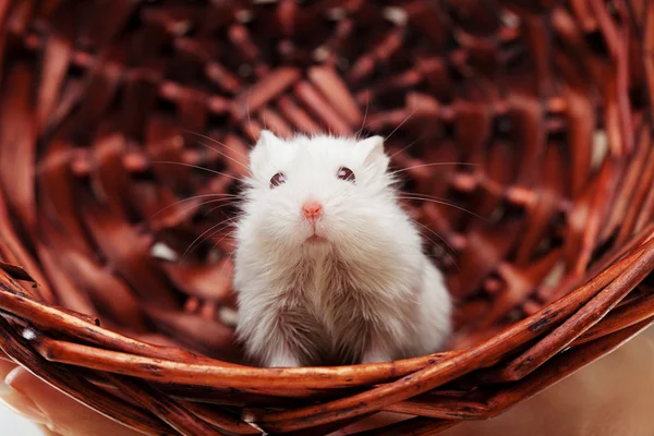 Biała myszka ina kosz — Zdjęcie stockowe