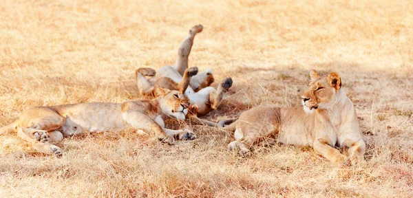 Tiga singa betina berbaring di rumput — Stok Foto