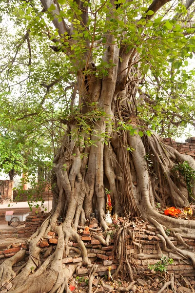 Tête de Bouddha sous un figuier, Ayutthaya — Photo