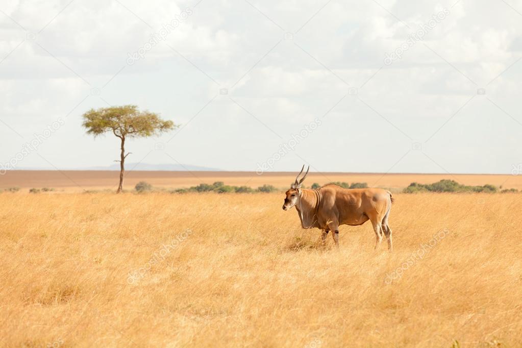 Eland antelope, Masai Mara