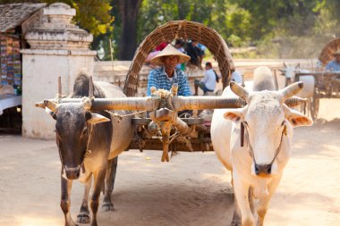 İhtiyar bir öküz arabası at binme