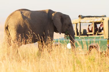 Tourists shooting  elephant